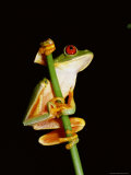Red Eyed Tree Frog (Agalythnis Callidryas), South America