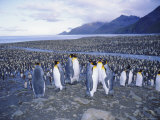 King Penguins, South Georgia, South Atlantic