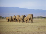 Buy A Group of Elephants Including Young, Amboseli National Park, Kenya at AllPosters.com
