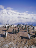 Gentoo Penguin Rookery, Antarctica, Polar Regions