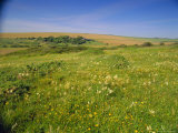 Wild Flowers on the South Downs, East Dean, Near Eastbourne, East Sussex, England, UK, Europe