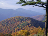 Autumn Forest Landscape Near Loft Mountain, Shenandoah National Park, Virginia, USA