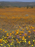 Wild Flowers in Spring, Namaqaland Hills, Cape Province, South Africa