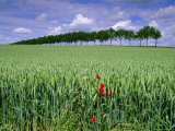Poppies and Field of Wheat, Somme, Nord-Picardie (Picardy), France, Europe