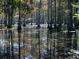 Cypress Swamp, Cypress Gardens, North Charleston, South Carolina, USA