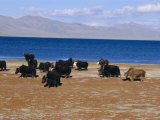 Yak Herd on Foreshore, Sacred Lake Manasarovar (Manasarowar), Kailas (Kailash) Region, Tibet, China