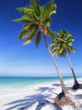 Buy Palm Tree, White Sand Beach and Indian Ocean, Jambiani, Island of Zanzibar, Tanzania, East Africa at AllPosters.com