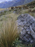 Buy Dobson Nature Walk, Arthur's Pass, Canterbury, South Island, New Zealand, Pacific at AllPosters.com