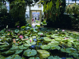 Buy Hot House Lily Pond, Winter Gardens, Domain Park, Auckland, North Island, New Zealand, Pacific at AllPosters.com