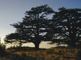 Buy Cedars of Lebanon at the Foot of Mount Djebel Makhmal Near Bsharre, Lebanon, Middle East at AllPosters.com