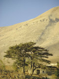 Buy Cedars of Lebanon at the Foot of Mount Djebel Makhmal Near Bsharre, Lebanon, Middle East at AllPosters.com