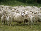 Buy Flock of Sheep, New Zealand, Pacific at AllPosters.com