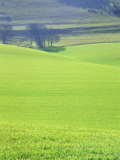 The South Downs Near Wilmington, East Sussex, England, UK, Europe