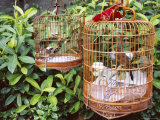 Caged Birds, Yuen Po Street Bird Garden, Mong Kok, Kowloon, Hong Kong, China, Asia