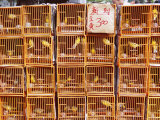 Caged Birds for Sale, Yuen Po Street, Bird Garden, Mong Kok, Kowloon, Hong Kong, China, Asia