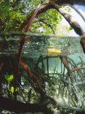 Mangrove Roots, Seychelles, Indian Ocean