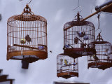Caged Birds for Sale, Yuen Po Street Bird Garden, Mong Kok, Kowloon, Hong Kong, China, Asia