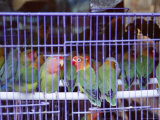 Caged Birds, Yuen Po Street Bird Garden, Mong Kok, Kowloon, Hong Kong, China, Asia