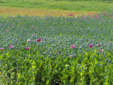 Opium Poppies are a Legal Crop for Production of Morphine, Sandinski, Bulgaria