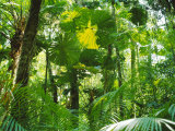 Buy Rainforest Canopy, Cape Tribulation National Park, Queensland, Australia at AllPosters.com