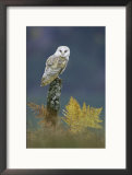Barn Owl, Adult Perched on Stump, Scotland