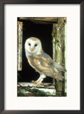 Barn Owl Perched in Old Window Frame, South Yorks