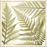 Buy Ferns III at AllPosters.com