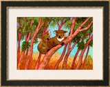 Koalas