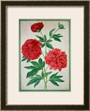 Buy Peonies, Plate 46 from the Nassau Florilegium at AllPosters.com