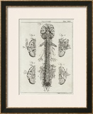 Buy Brain and Spinal Column at AllPosters.com