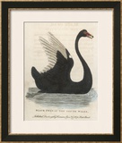 Buy The Black Swan of New South Wales at AllPosters.com
