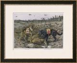 Two Red Cross Rescue Dogs a German Shepherd