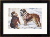 Two St. Bernard Rescue Dogs in the Alpine Snow