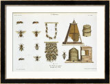 Buy Bees and Bee-Keeping, from "The Young Landsman," Published Vienna, 1845 at AllPosters.com