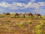 Buy Camels, Central Desert, Northern Territory, Australia at AllPosters.com