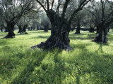 Buy Groves of Olive Trees, Island of Naxos, Cyclades, Greece, Europe at AllPosters.com