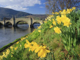 Buy Daffodils by the River Tay and Wade's Bridge, Aberfeldy, Perthshire, Scotland, UK, Europe at AllPosters.com