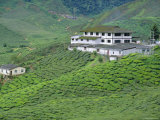 Tea Plantations, Cameron Highlands, Malaysia, Asia