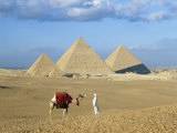 Buy Camel Rider at Giza Pyramids, Giza, Cairo, Egypt, Africa at AllPosters.com