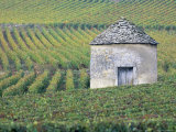 Vineyards, Cote d