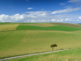 South Downs, East Sussex, England, UK, Europe