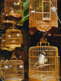 The Bird Market, Hong Lok Street, Mongkok, Kowloon, Hong Kong, China