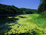 Barron River, Kuranda, Queensland, Australia, Pacific