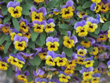 Buy Viola Flowers at AllPosters.com