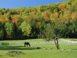 Buy Horse Grazing in Paddock, Near Jackson, New Hampshire, USA at AllPosters.com