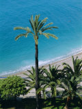Palm Trees and Baie Des Anges, Nice, Cote d