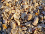 Buy Sanibel Island, Famous for the Millions of Shells That Wash up on Its Beaches, Florida, USA at AllPosters.com