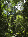 Buy Rainforest Canopy in Arenal Hanging Bridges Park, Arenal, Costa Rica at AllPosters.com