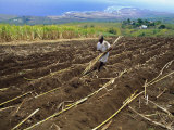 Buy Sugar Cane Fields, Reunion Island, Indian Ocean at AllPosters.com