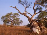 Red River Gum Tree, Eucalyptus Camaldulensis, Flinders Range, South Australia, Australia, Pacific